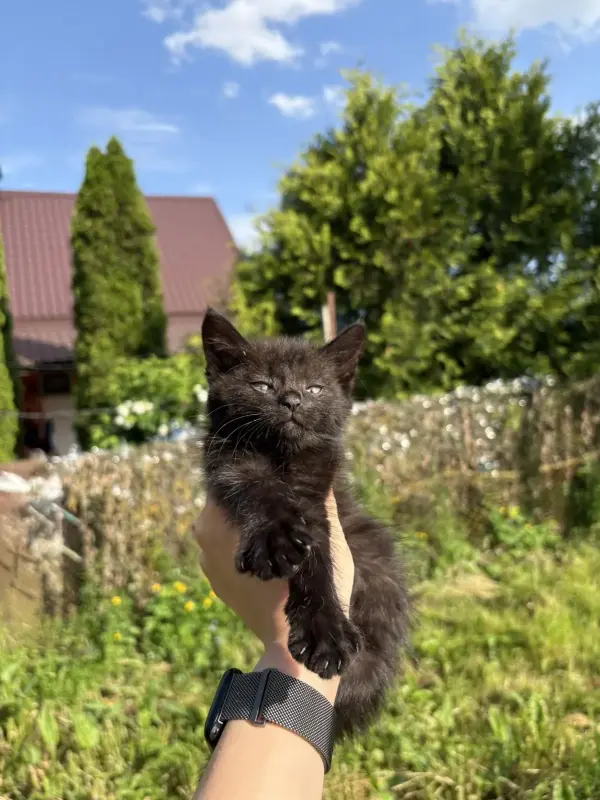 Котята в дар