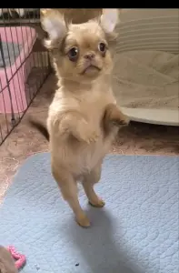 Курносый красавчик чихуахуа и другие малыши