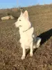 Щенки Белой Швейцарской Овчарки