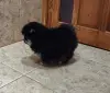 Девочка померанского шпица
