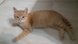 Котёнок мальчик в дар
