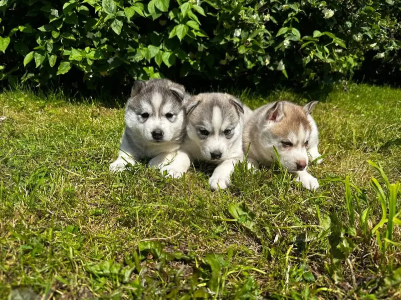 Щенки Хаски