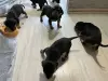 Щенки Литовской гончей
