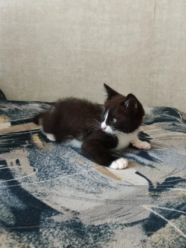 Котята даром