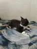 Котята даром