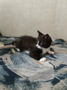 Котята даром