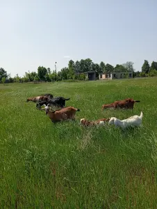 Козье молоко