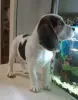 Бигль