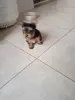 Йоркширский терьер