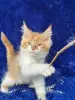 Мейн-кун котята