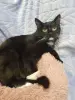 Кастрированный молодой котик в дар