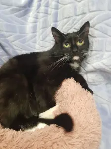 Кастрированный молодой котик в дар