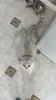 Котята шотландские