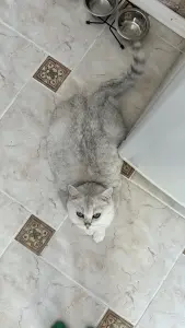 Котята шотландские