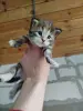 Мейн- кун
