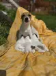 user_60431