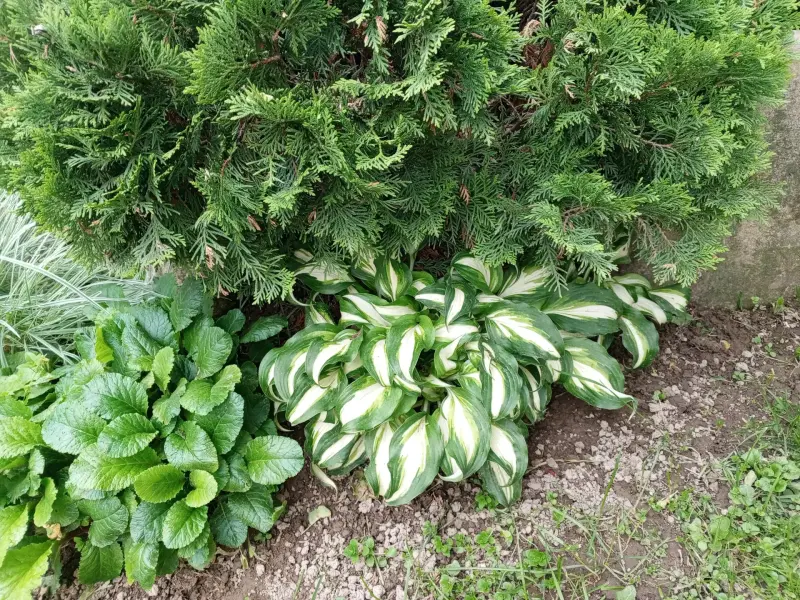 Цветы, кустарники, хвойники