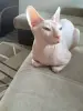 Вязка Донской Сфинкс