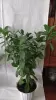Фикусы разные 