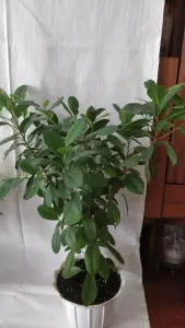 Фикусы разные 