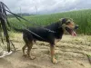 Метис эстонской гончей ищет дом