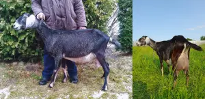 Англо-нубийская козочка