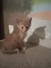 Котята метисы корниш-рекс