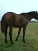 Лошади