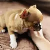 Щенок чихуахуа девочка мини