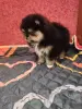 Померанский шпиц девочка.