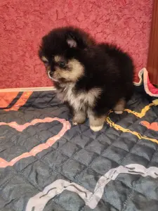 Померанский шпиц девочка.