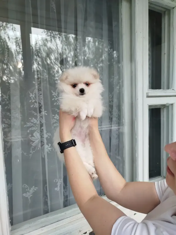 Щенки
