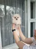 Щенки