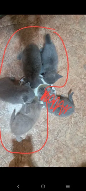 Британские котята