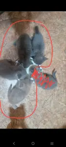 Британские котята