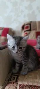 Котята в хорошие руки