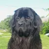 Щенки ньюфаундленда