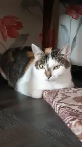 Кошка Трёхцветка ищет дом
