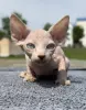 Котята канадского сфинкса