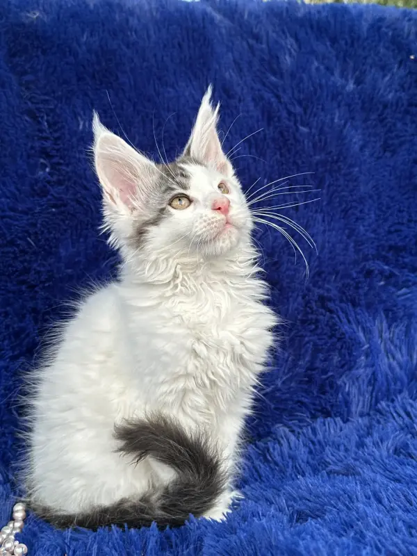 Мейн-кун котята