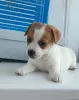 Девочка Джек Рассел терьера