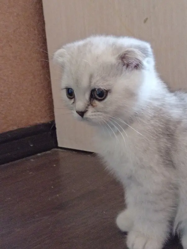 Котята шотландские