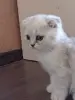 Котята шотландские