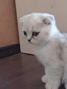 Котята шотландские