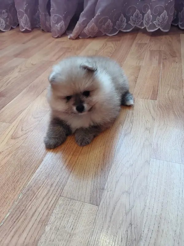 Мальчик померанского шпица