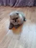 Мальчик померанского шпица