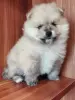 Мальчик померанского шпица