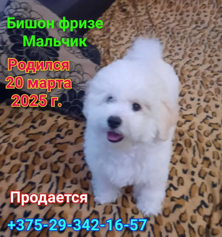 Щенок