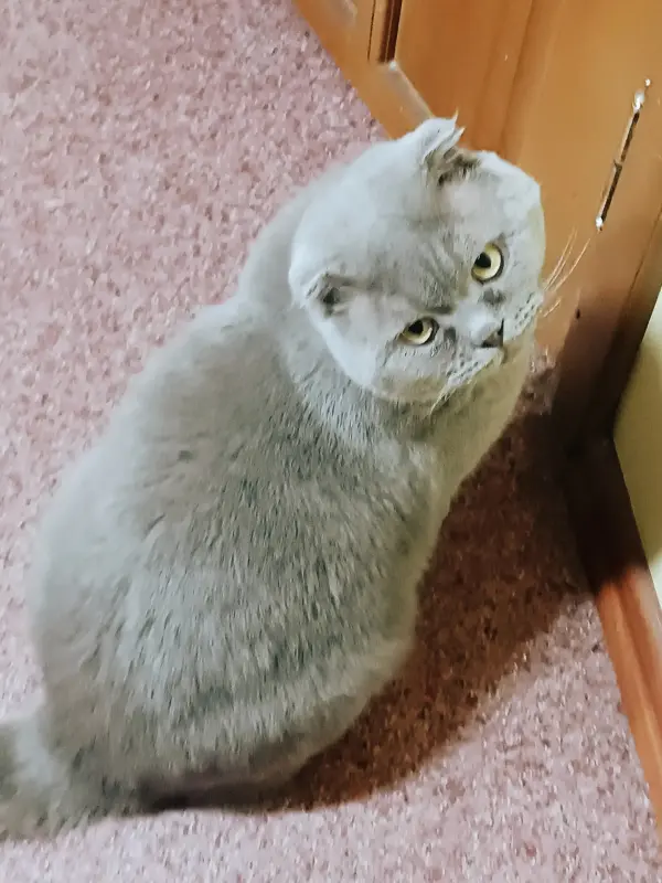 Василий - шотландский кот.
