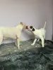 Продажа щенков бультерьера